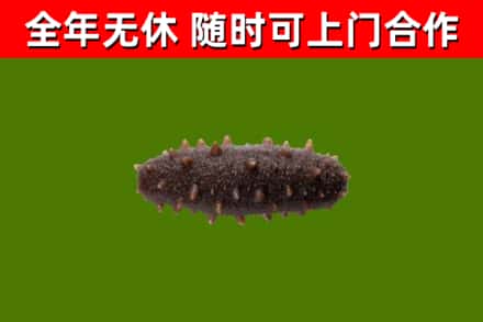 敦化回收海参干